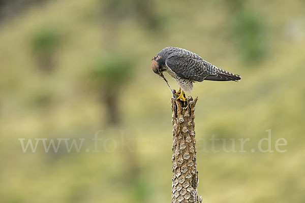 Lannerfalke sspec.2 (Falco biarmicus abyssinicus)