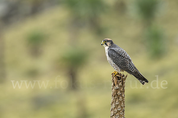 Lannerfalke sspec.2 (Falco biarmicus abyssinicus)