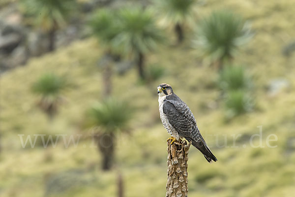 Lannerfalke sspec.2 (Falco biarmicus abyssinicus)