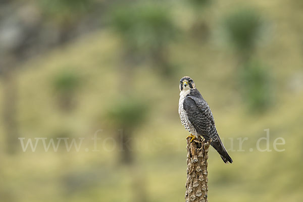 Lannerfalke sspec.2 (Falco biarmicus abyssinicus)