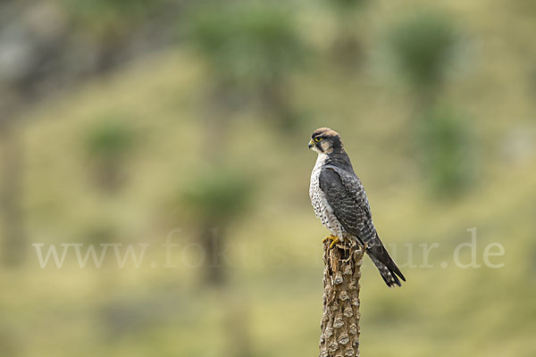 Lannerfalke sspec.2 (Falco biarmicus abyssinicus)