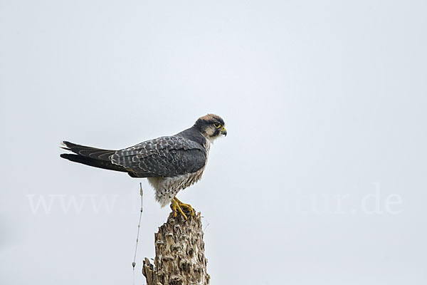 Lannerfalke sspec.2 (Falco biarmicus abyssinicus)