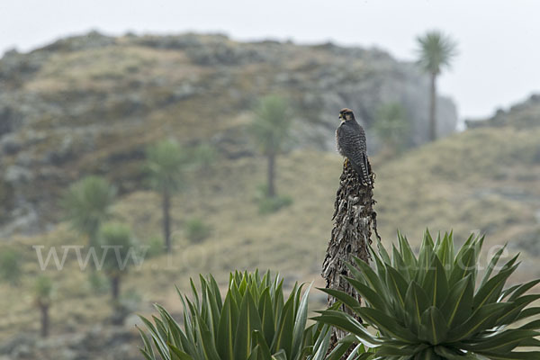 Lannerfalke sspec.2 (Falco biarmicus abyssinicus)