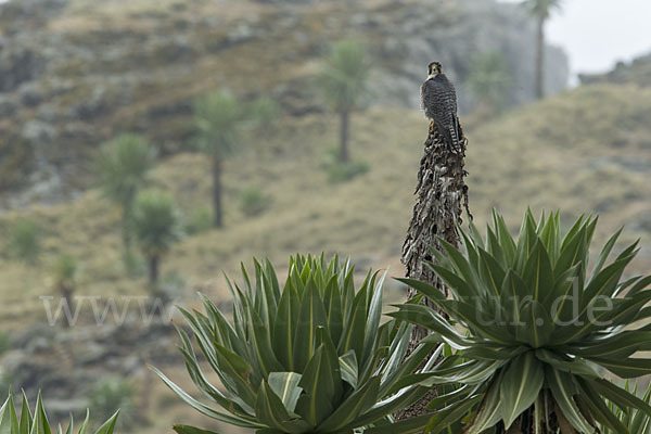 Lannerfalke sspec.2 (Falco biarmicus abyssinicus)