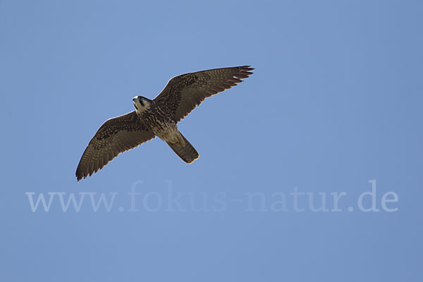 Lannerfalke sspec.2 (Falco biarmicus abyssinicus)