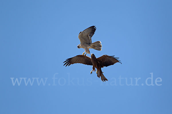 Lannerfalke sspec.2 (Falco biarmicus abyssinicus)