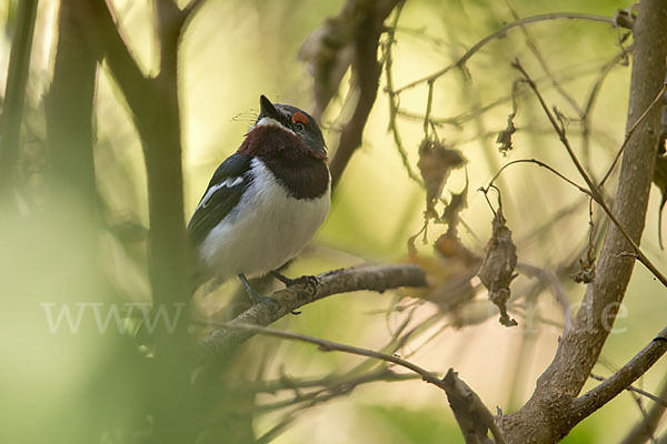 Lappenschnäpper (Platysteira cyanea)
