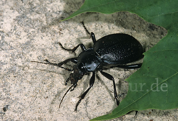 Lederlaufkäfer (Carabus coriaceus)