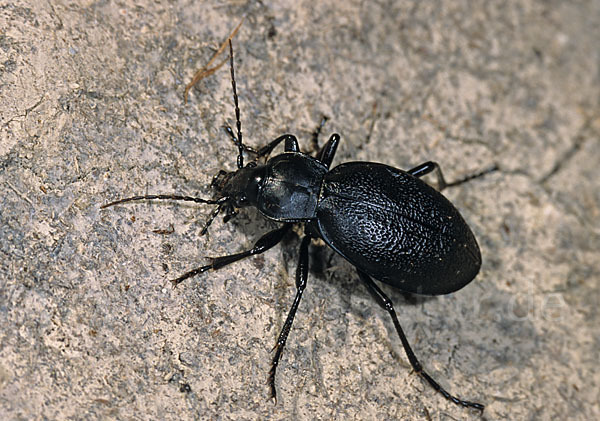 Lederlaufkäfer (Carabus coriaceus)