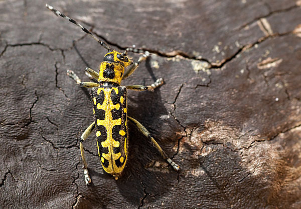 Leiterbock (Saperda scalaris)