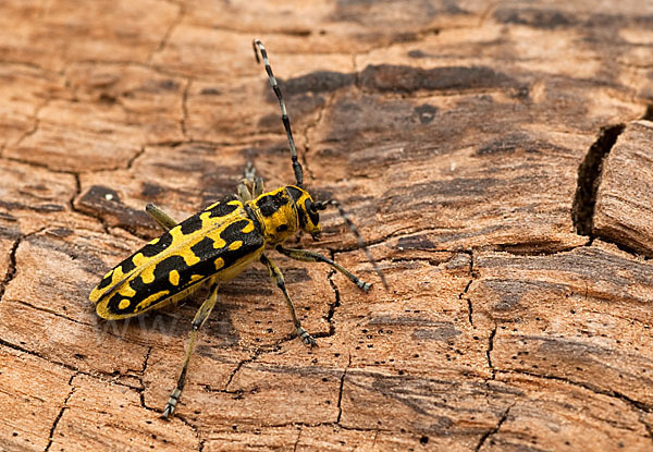Leiterbock (Saperda scalaris)