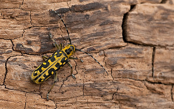 Leiterbock (Saperda scalaris)