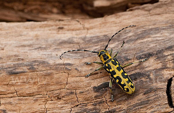 Leiterbock (Saperda scalaris)