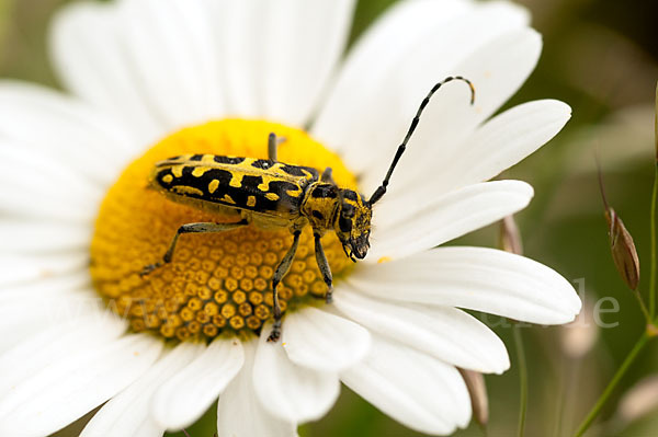 Leiterbock (Saperda scalaris)