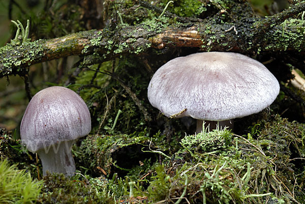 Lila Dickfuß (Cortinarius traganus)