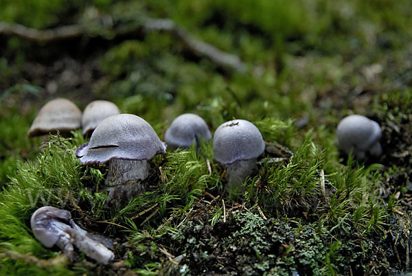 Lila Dickfuß (Cortinarius traganus)