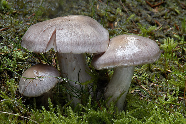 Lila Dickfuß (Cortinarius traganus)