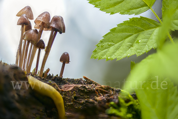 Lilaschneidiger Helmling (Mycena purpureofusca)