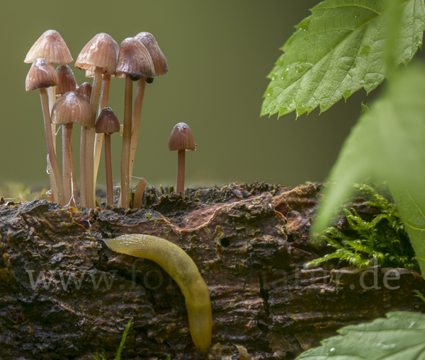 Lilaschneidiger Helmling (Mycena purpureofusca)