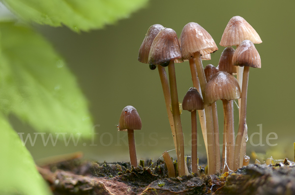 Lilaschneidiger Helmling (Mycena purpureofusca)