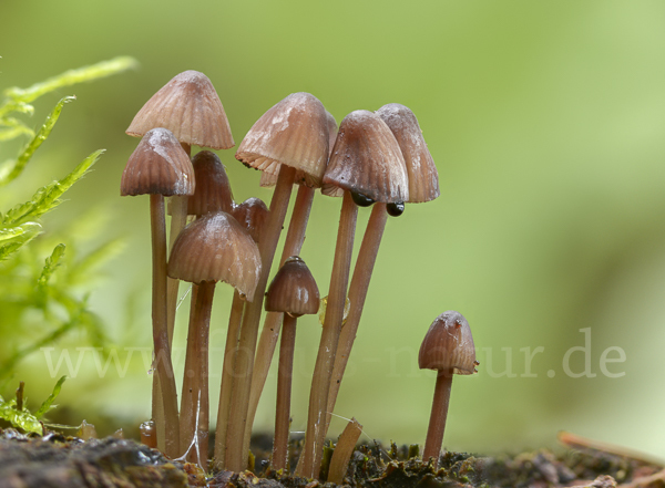 Lilaschneidiger Helmling (Mycena purpureofusca)