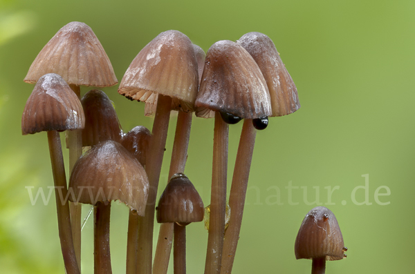 Lilaschneidiger Helmling (Mycena purpureofusca)