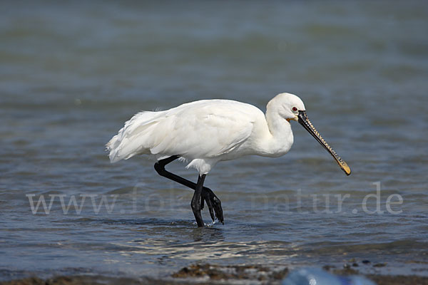 Löffler (Platalea leucorodia)