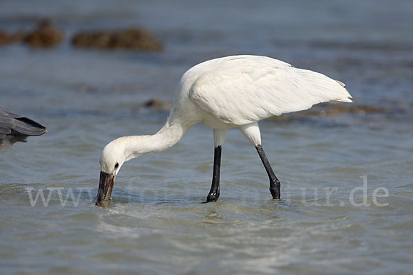 Löffler (Platalea leucorodia)