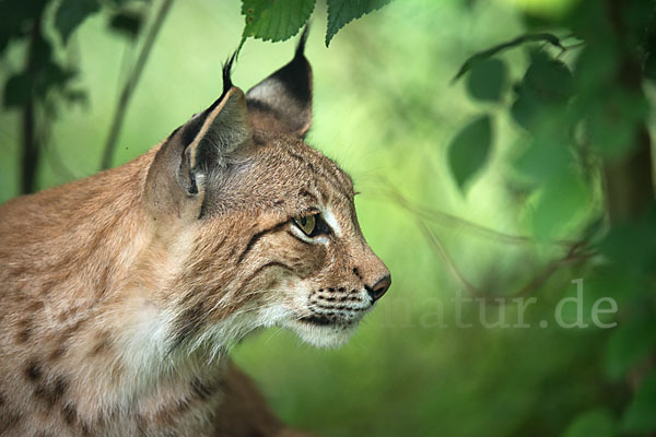 Luchs (Felis lynx)