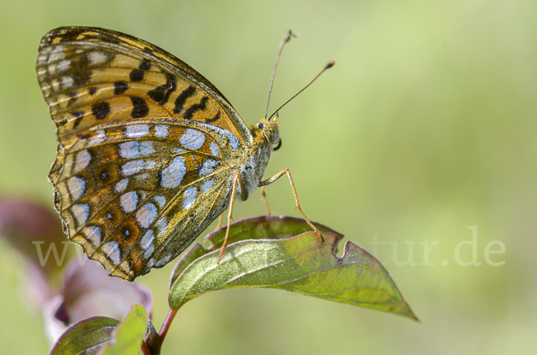 Märzveilchen-Perlmutterfalter (Argynnis adippe)