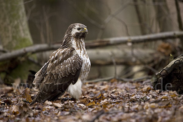 Mäusebussard (Buteo buteo)