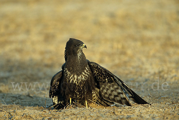 Mäusebussard (Buteo buteo)