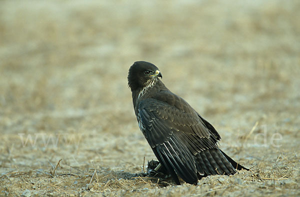 Mäusebussard (Buteo buteo)