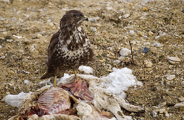 Mäusebussard (Buteo buteo)