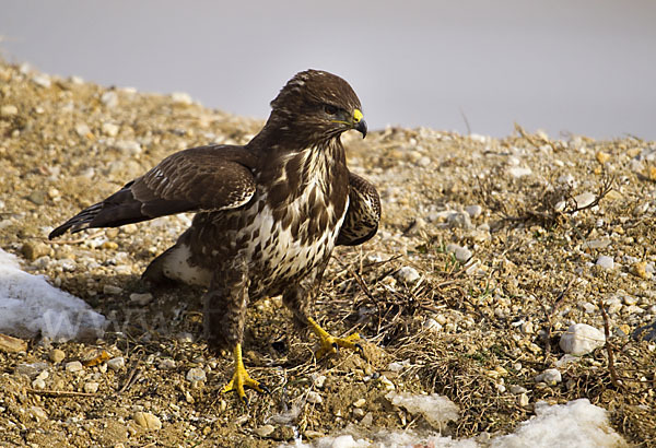 Mäusebussard (Buteo buteo)