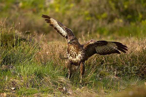 Mäusebussard (Buteo buteo)