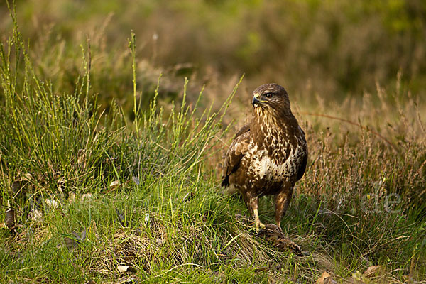 Mäusebussard (Buteo buteo)