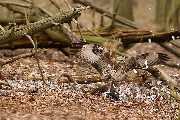 Mäusebussard (Buteo buteo)