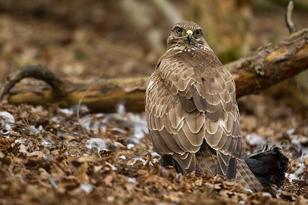 Mäusebussard (Buteo buteo)