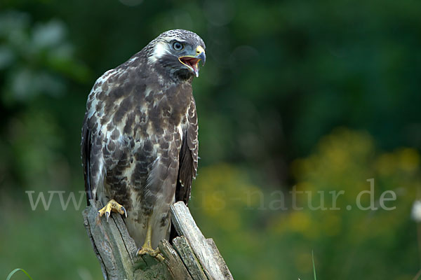 Mäusebussard (Buteo buteo)