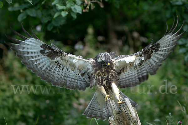 Mäusebussard (Buteo buteo)