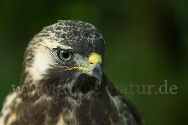 Mäusebussard (Buteo buteo)