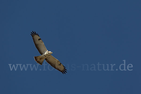 Mäusebussard (Buteo buteo)