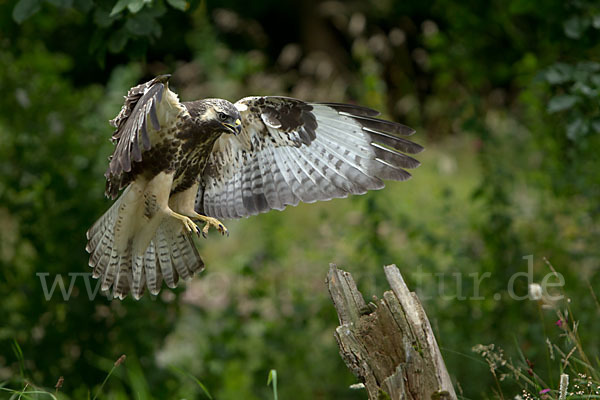 Mäusebussard (Buteo buteo)