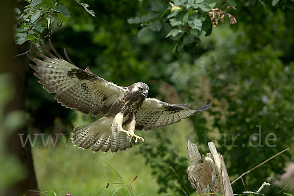 Mäusebussard (Buteo buteo)