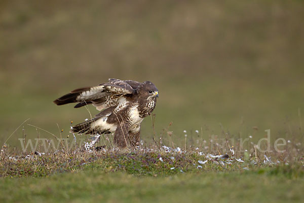 Mäusebussard (Buteo buteo)