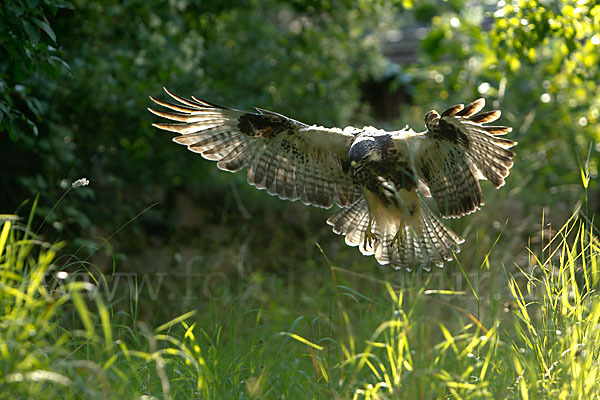 Mäusebussard (Buteo buteo)