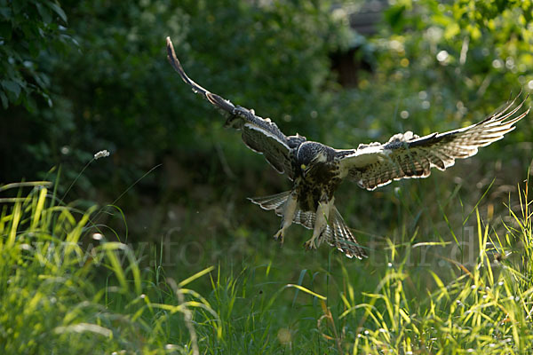 Mäusebussard (Buteo buteo)