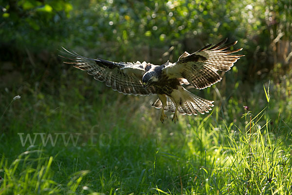 Mäusebussard (Buteo buteo)