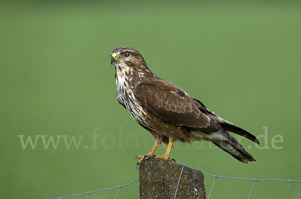 Mäusebussard (Buteo buteo)